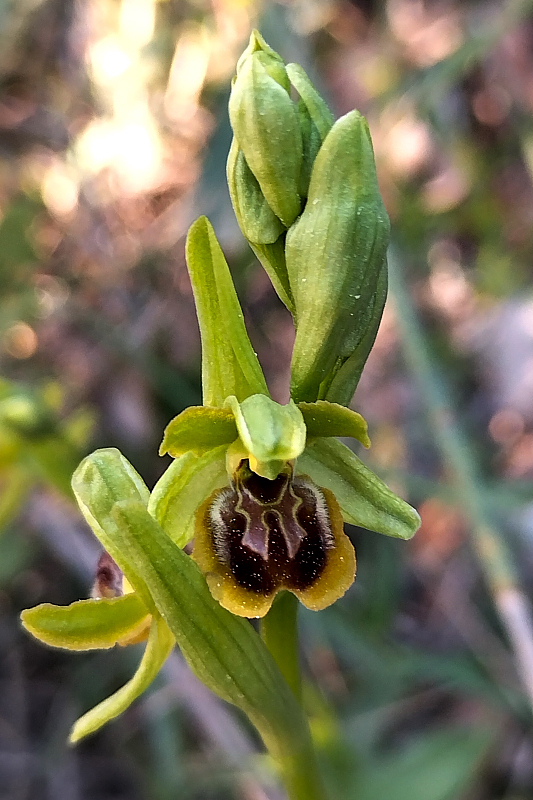 Ophrys sphegodes subsp. araneola (Rchb.) M.Lanz